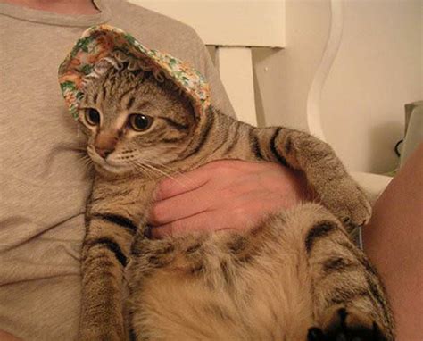 Granny Hat Cat