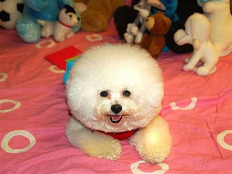 Fluffy & Adorable: tiny fluffy cute dogs Perfect for Cuddling