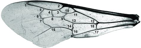 Left forewing of Bombus (Bombus) terrestris (Linnaeus, 1758) with the... | Download Scientific ...