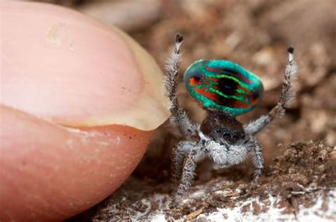 5 Flashy Facts About Peacock Spiders | Mental Floss