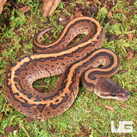 Baby Cinnamon Pinstripe Ball Python For Sale - Underground Reptiles