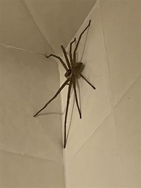 Finally got a pic of one of the Pantropical Huntsman spiders that live ...