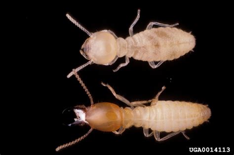 Formosan Termites: How to Identify and Get Rid of Them