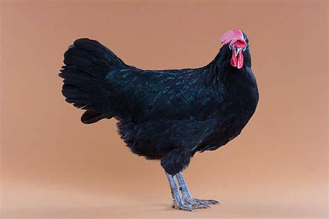 Minorca - My Pet Chicken