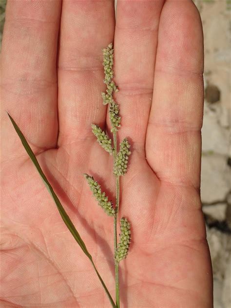 echinochloa colona calflora