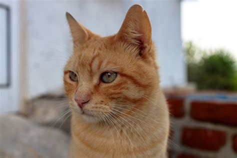 Red Cat Portrait - Photo #9254 - motosha | Free Stock Photos