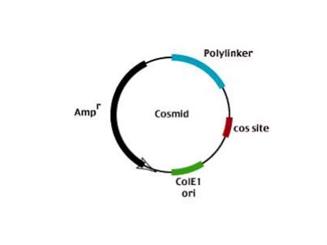 Cosmid | PPTX