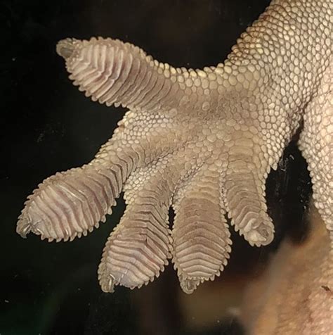Crested Gecko Anatomy: Head To Toe Guide 2026 | Pet Engineers