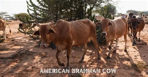 Brahman Cow Origin, History and Facts all about Brahman cows