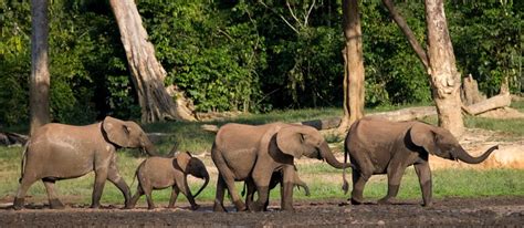 African Forest Elephant (Loxodonta cyclotis) | about animals