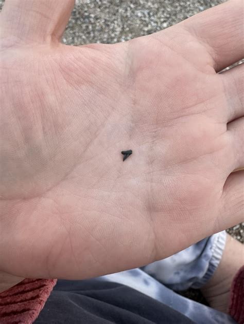 Tiniest shark tooth I’ve ever seen : r/SharkLab