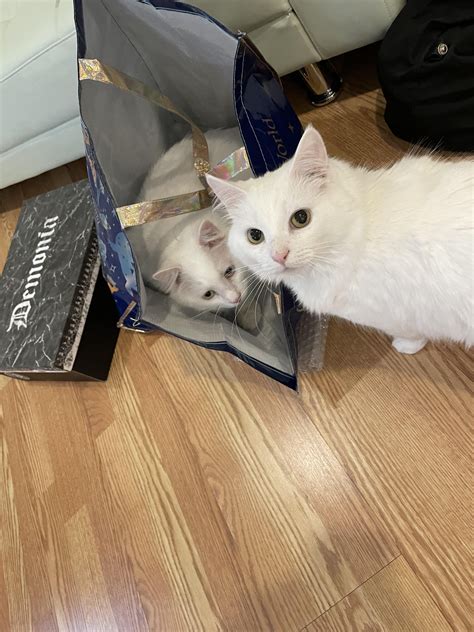 Two cats fighting over the cat trap (3 pic story) : r/TheCatTrapIsWorking