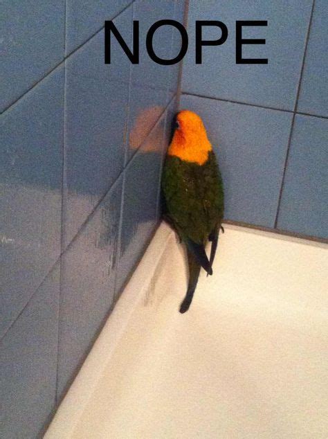 114 Best Parrot Memes images | Parrot, Funny birds, Funny parrots