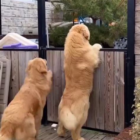 synchronized wiggle tail rfunnyanimals