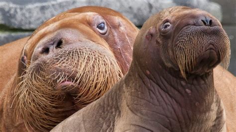 walrus
