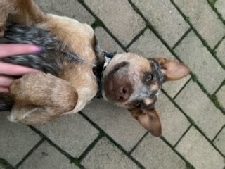 adoptedbrandy male mo red cattle dog pup mittagong nsw