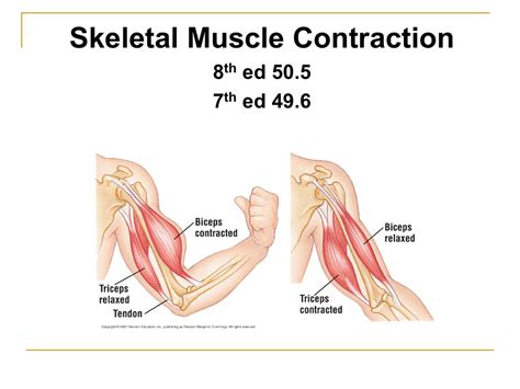 Skeletal Muscle Contraction