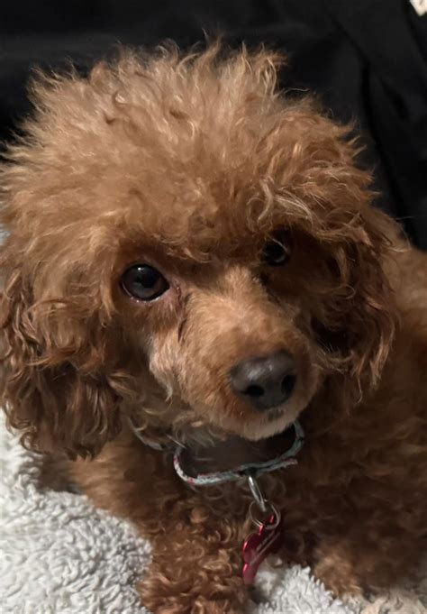 Deeby's Senior Chihuahua Rescue - ADOPTED Caramel: 5-year-old, 11-pound, Miniature Poodle. Isn’t