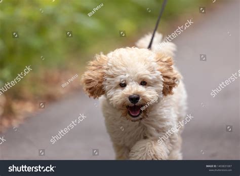 Adorable Maltese Poodle Mix Puppy Maltipoo Stock Photo 1403831087 ...