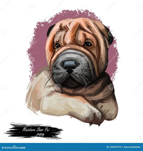 Miniature Shar Pei Dog, Puppy of Chinese Origin Digital Art Stock ...