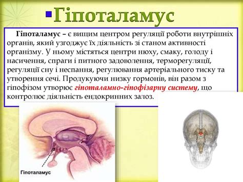 Головний мозок - презентация онлайн