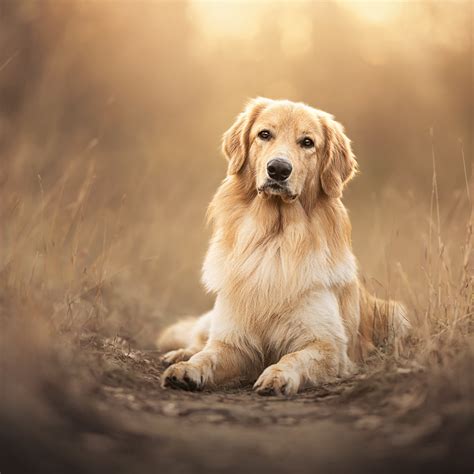 wallpaper desktop dogs