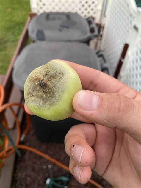 Tomatoes have these at the bottom, any idea what is it? : r/gardening