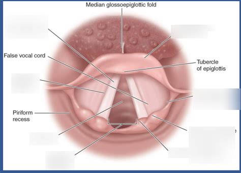 Glottis Diagram Diagram | Quizlet