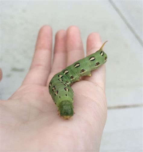 og profile picture profile picture picture