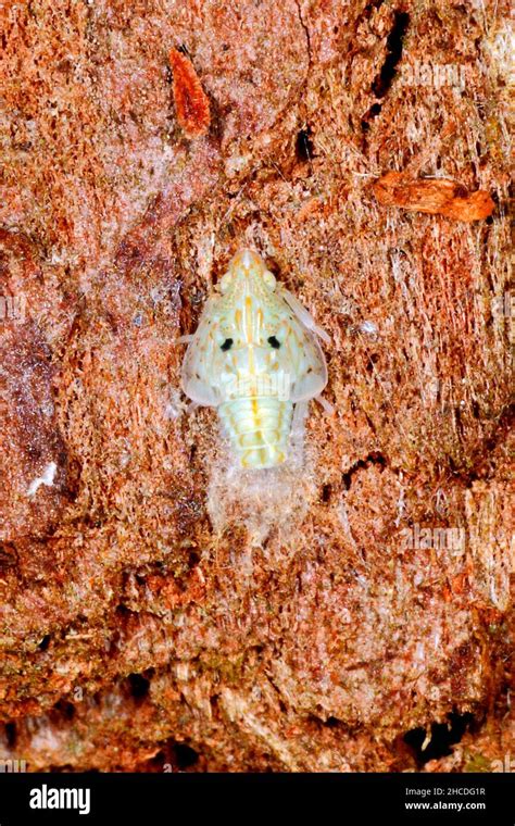 green planthopper nymph siphanta acuta  called  torpedo bug