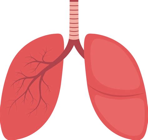 Lung clipart design illustration 9380365 PNG