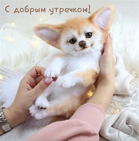 Позитивные картинки: "доброе утро!" (389 шт.)