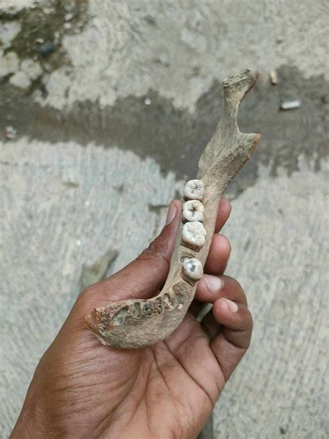 Hominid skulls? Or not? : r/bonecollecting