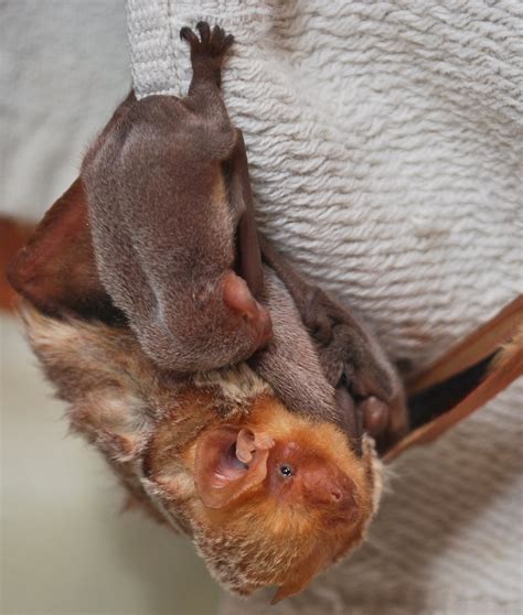 Adopt Eastern Red Bats