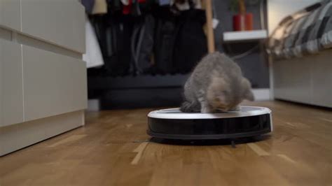 small pussies stock   royalty  footage istock