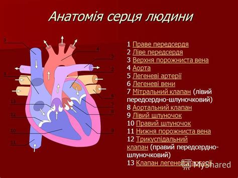 Презентация на тему: "Серце людини і тварин. Будова серця. Його функції ...
