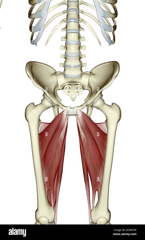 Hip Abductor Muscles Anatomy