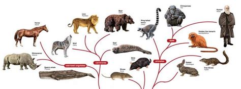 Evolução Química Origem Da Vida - Teoria da Evolução - Phylos.net