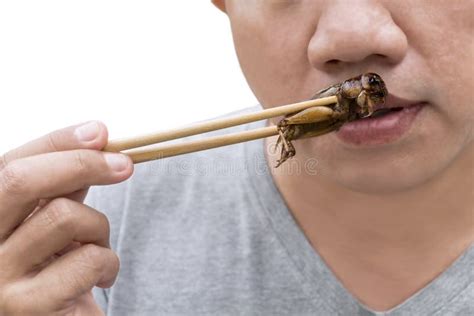 Food Insects: Man Eating Cricket Insect on Chopsticks. Crickets Deep ...