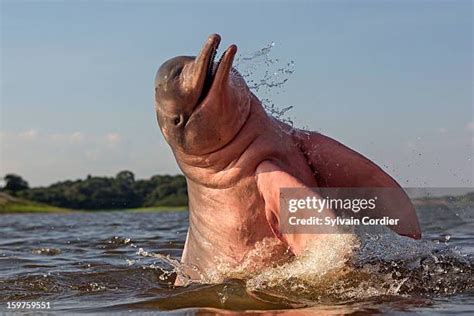 Amazon River Dolphin Photos and Premium High Res Pictures - Getty Images