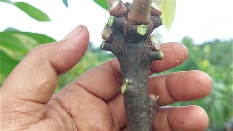 pemangkasan mangga setelah pemupukan youtube