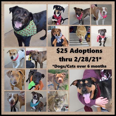 collin county animal shelter 2