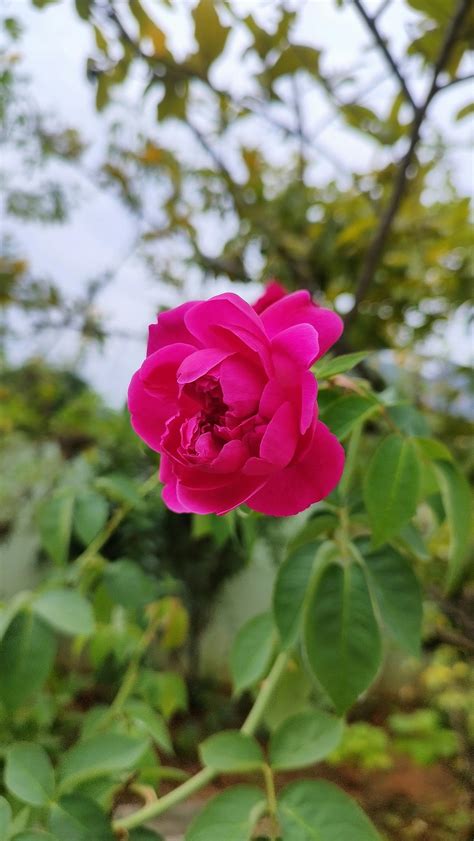 Pictures+Of+Hermaphrodites Photos, Download The BEST Free Pictures+Of