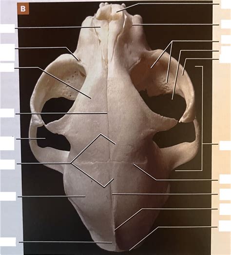 figure  skull dorsal view diagram quizlet
