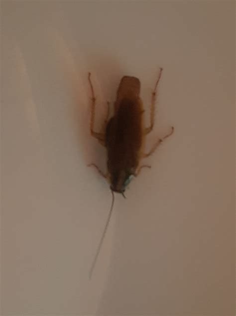 Female German cockroach - PEST CONTROL CANADA