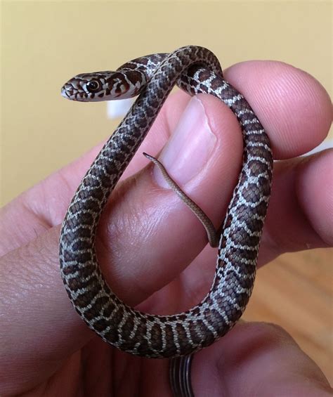 Baby Eastern Yellow-bellied Racer | Baby snakes, Snake images ...