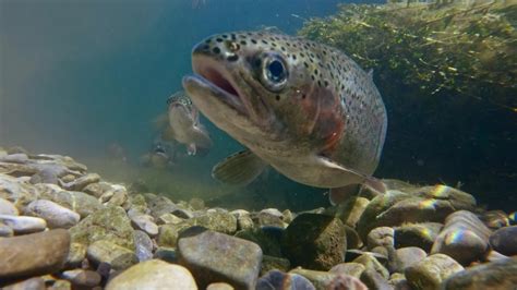 rainbow trout oncorhynchus mykiss image  stock photo public