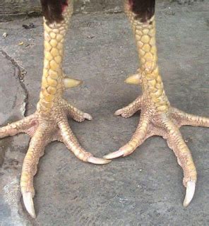 jenis kaki burung  fungsinya bimbel brilian