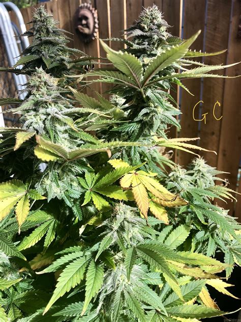 Strain-Gallery: Gorilla Cookies (Expert Seeds) PIC #17051887203798391 ...