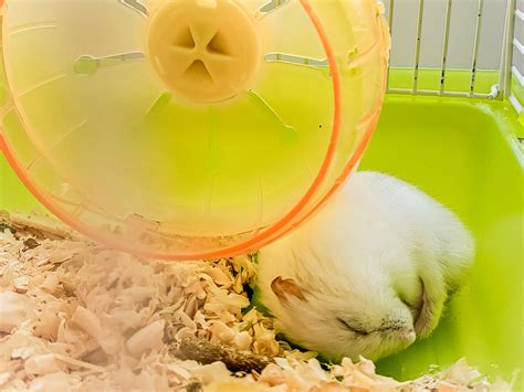 Jak długo śpi chomik? - Zwierzak w domu